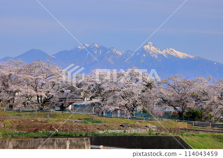 山梨縣韭崎市旭町上條中河裡:大門澤川沿岸盛開的染井吉野櫻和白雪皚皚的八嶽山 山梨縣韭崎市旭町上條中河裡:大門澤川沿岸盛開的染井吉野櫻和白雪皚皚的八嶽山 114043459