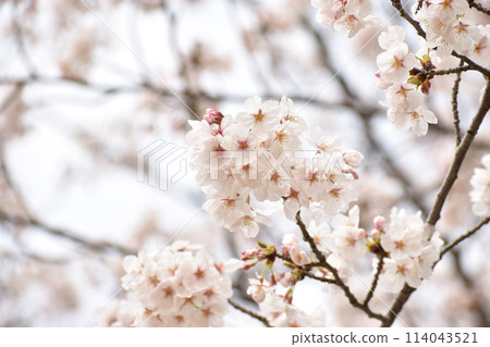 Sakura Spring image in full bloom Sakura Spring image in full bloom 114043521