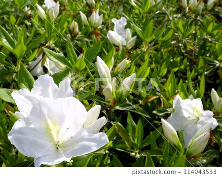 白杜鵑花 114043533