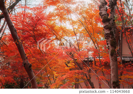 Colorful maple leaves and trees and deep autumn forest natural background 114043668