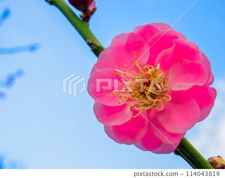 Red plum blossoms in full bloom bathed in the early spring sunshine Red plum blossoms in full bloom bathed in the early spring sunshine 114043819