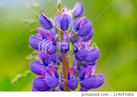 Colorful lupine flowers: the colors of early summer 114043868
