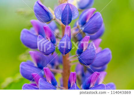 Colorful lupine flowers: the colors of early summer Colorful lupine flowers: the colors of early summer 114043869