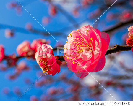 Red plum blossoms in full bloom bathed in the early spring sunshine 114043888