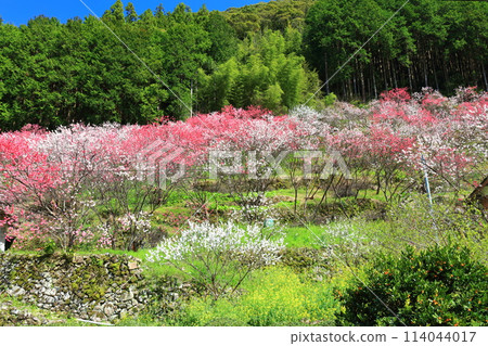 [Kochi Prefecture] Peach blossoms in full bloom on a clear day in Kuki 114044017