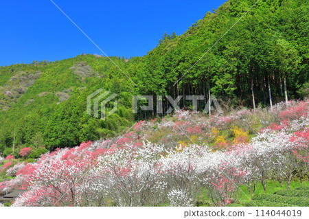[Kochi Prefecture] Peach blossoms in full bloom on a clear day in Kuki 114044019