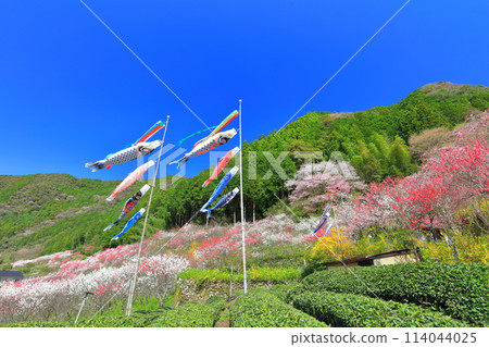 [Kochi Prefecture] Peach blossoms and carp streamers in full bloom on a clear day in Kuki 114044025
