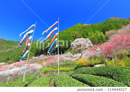 [Kochi Prefecture] Peach blossoms and carp streamers in full bloom on a clear day in Kuki 114044027