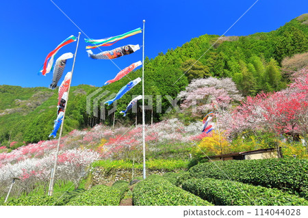 [Kochi Prefecture] Peach blossoms and carp streamers in full bloom on a clear day in Kuki 114044028