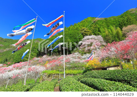 [Kochi Prefecture] Peach blossoms and carp streamers in full bloom on a clear day in Kuki 114044029