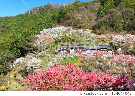 [高知縣] 晴朗的上久桃花盛開 114044042