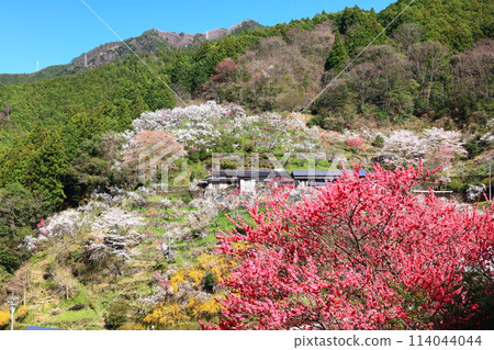 [高知縣] 晴朗的上久桃花盛開 114044044