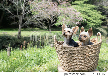 春天公園和籃子裡的兩隻約克夏犬 春天公園和籃子裡的兩隻約克夏犬 114044107