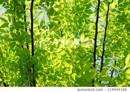 Spring: New greenery of young zelkova trees 2 Spring: New greenery of young zelkova trees 2 114044166