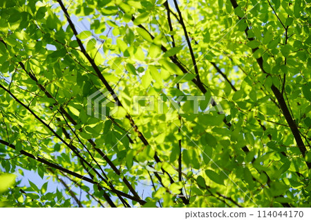 Spring: New greenery of young zelkova trees 6 114044170