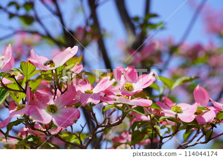 Warm spring - dogwoods in full bloom 114044174