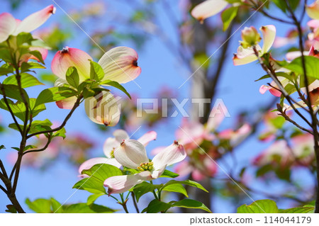春暖花開,山茱萸盛開 春暖花開,山茱萸盛開 114044179