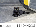 A black cat lying in front of a black car 114044218