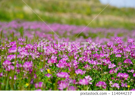 A warm spring day - 50 lotus fields in full bloom 114044237
