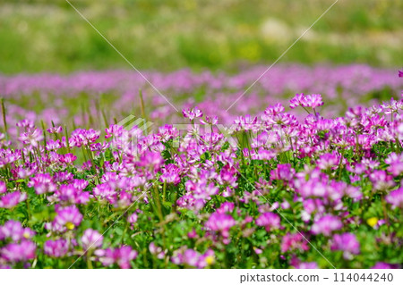 A warm spring day - Lotus fields in full bloom 45 114044240