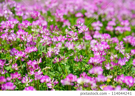 A warm spring day - Lotus field in full bloom 43 A warm spring day - Lotus field in full bloom 43 114044241