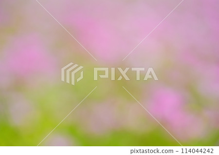 A warm spring day - Lotus field in full bloom 42 114044242