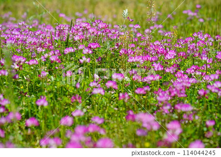 春日暖和,荷花盛開38 春日暖和,荷花盛開38 114044245