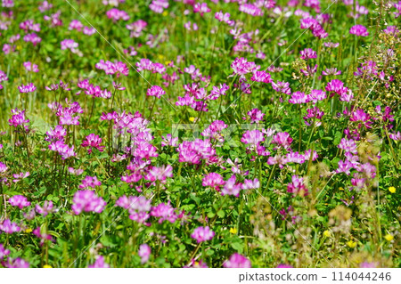 A warm spring day - Lotus flower field in full bloom 36 114044246