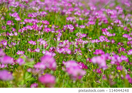 春日暖和，荷花盛開33 114044248