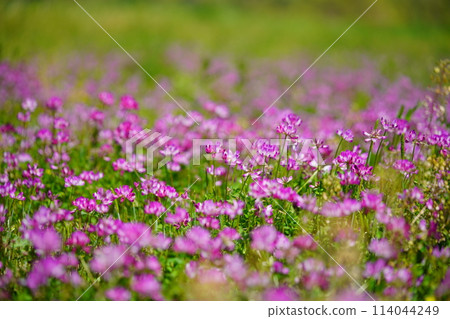 春日暖和，荷花盛開30 114044249