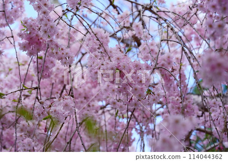 Kyoto Wazuka - Famous old weeping cherry tree 114044362