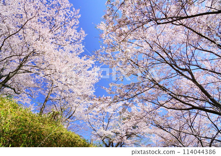 Cherry blossoms in full bloom in Kizugawa City, Kyoto Prefecture 114044386