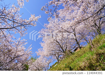 京都府木津川市的櫻花盛開 114044391