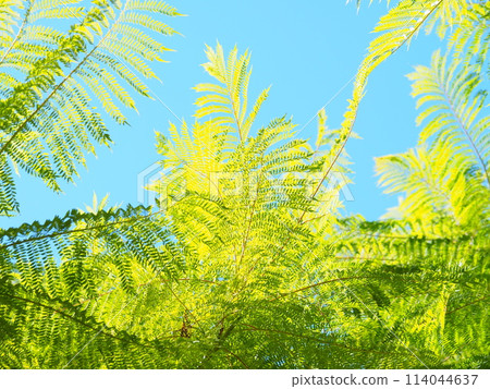 Jacaranda leaves against the blue sky Jacaranda leaves against the blue sky 114044637