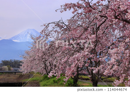 山梨縣南阿爾卑斯市倉渡 大和川沿岸紅垂櫻等成排的櫻花樹,背景是白雪覆蓋的富士山 山梨縣南阿爾卑斯市倉渡 大和川沿岸紅垂櫻等成排的櫻花樹,背景是白雪覆蓋的富士山 114044674