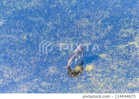 Aerial shot of a Zebra grazing in the Okavango Delta 114044675