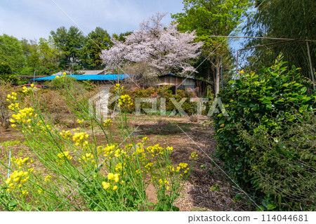 油菜花的領域 114044681