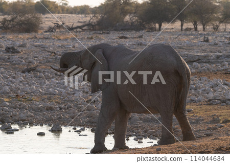 Bathing Elephants in Etosha Bathing Elephants in Etosha 114044684