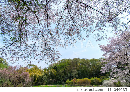 cherry blossoms and forest cherry blossoms and forest 114044685