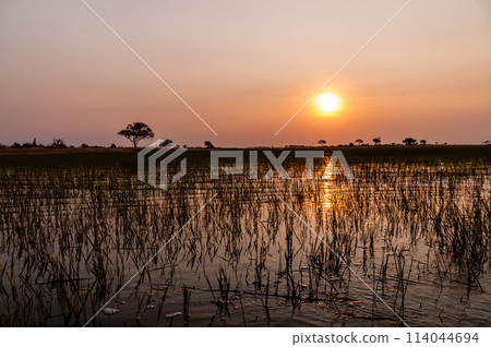 Sunset in the Okavango Delta 114044694