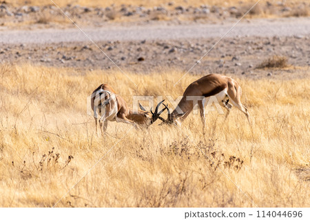 Two fighting impalas Two fighting impalas 114044696