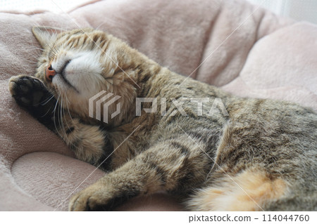 Sleeping Kijitora Sleeping Kijitora 114044760