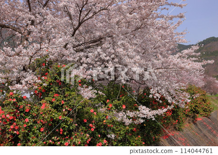 A row of cherry trees, including Somei-Yoshino, and camellias along the Yamato River in Kuruwada, Minami-Alps City, Yamanashi Prefecture 114044761