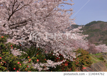 山梨縣南阿爾卑斯市久和田市大和川沿岸的吉野櫻、山茶花等櫻花樹 114044762