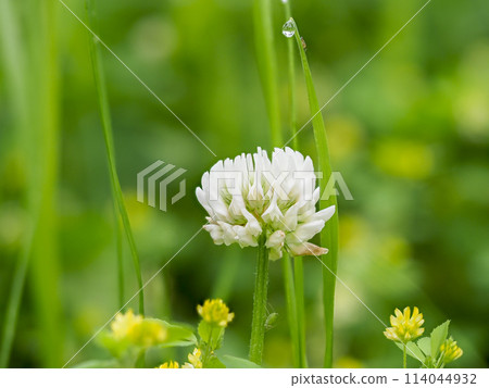 Close-up of white clover blooming in the meadow Close-up of white clover blooming in the meadow 114044932