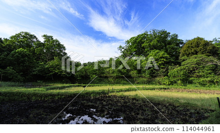 橫濱市戶塚區舞岡市舞岡故鄉公園的春天 橫濱市戶塚區舞岡市舞岡故鄉公園的春天 114044961