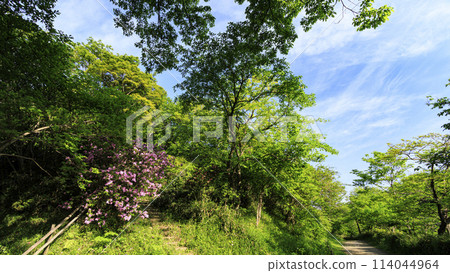 Spring at Maioka Furusato Park in Maioka, Totsuka Ward, Yokohama City 114044964
