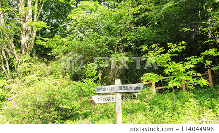 Spring at Maioka Furusato Park in Maioka, Totsuka Ward, Yokohama City 114044996
