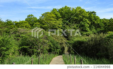橫濱市戶塚區舞岡市舞岡故鄉公園的春天 橫濱市戶塚區舞岡市舞岡故鄉公園的春天 114044998