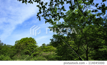 Spring at Maioka Furusato Park in Maioka, Totsuka Ward, Yokohama City 114045000